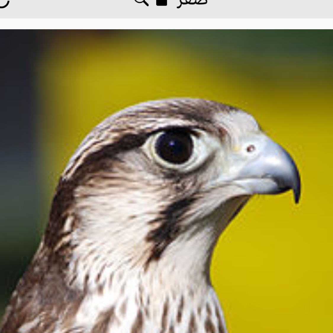 SaudiFalconsjkb