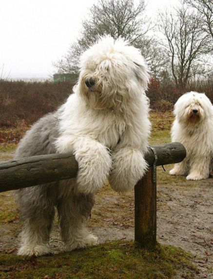 Dogs sheeps