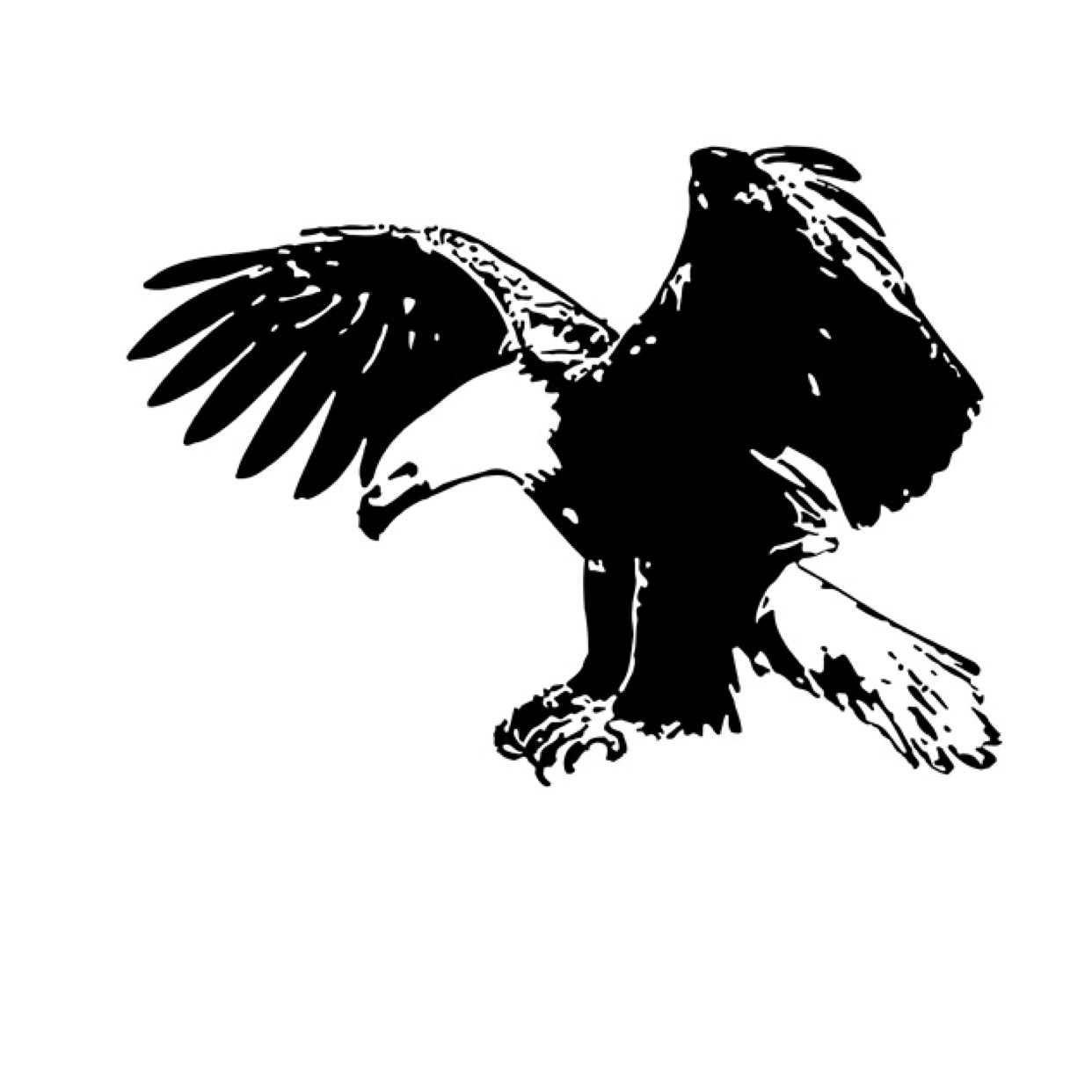 Black bird esports4