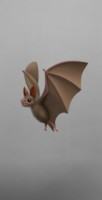 Batmansa