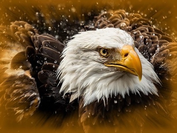Fast eagLe