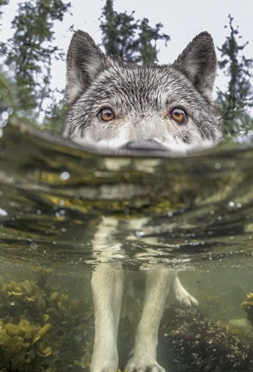 We are the wolves