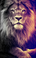 king dom