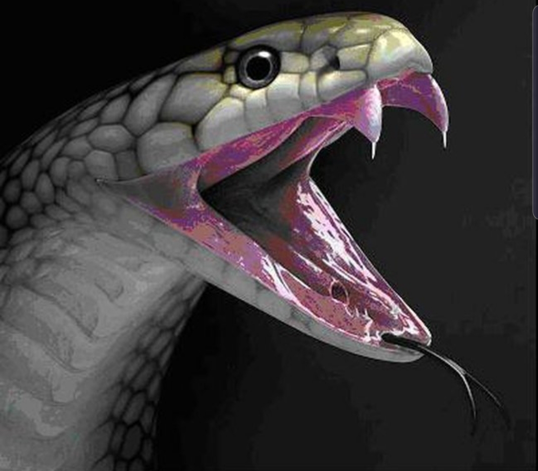 Rapid Snake