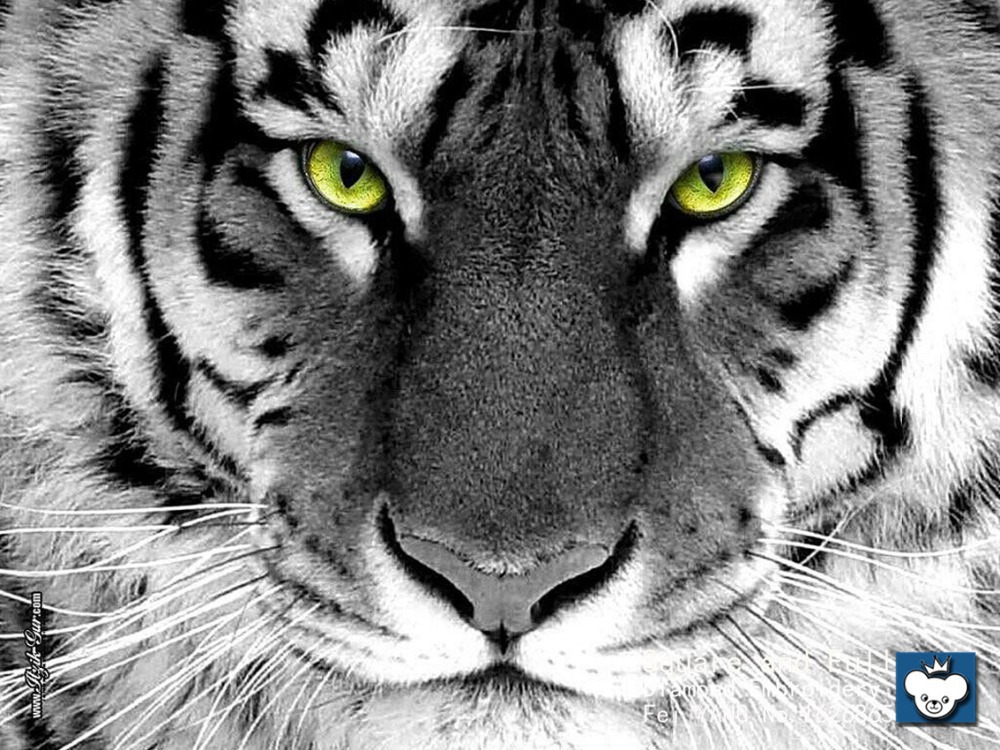angry tiger