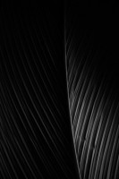 Invitation Banner