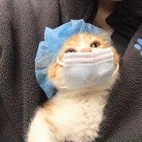 Meaw Clan
