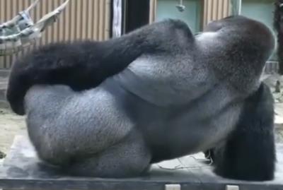 Monkey