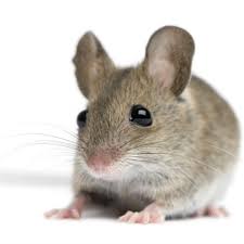 Mice