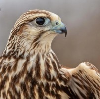 xX Falcon Xx