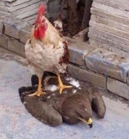 Chickenz