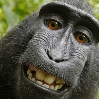 Super monkey
