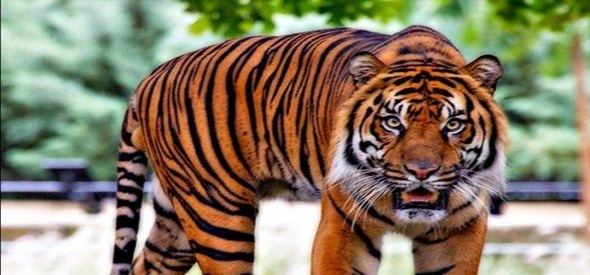 The mysterious tiger