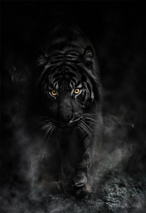 Black Tigerz