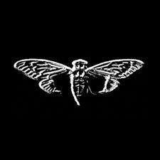 Cicadaaaa