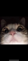 angs