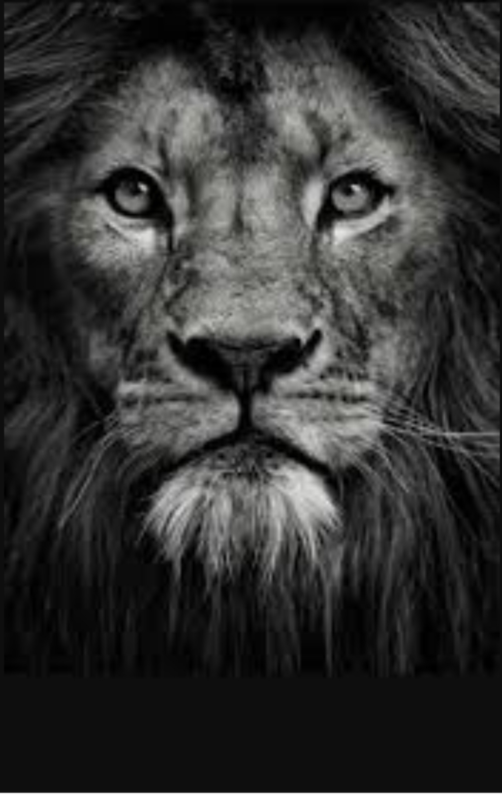 The lion Ali